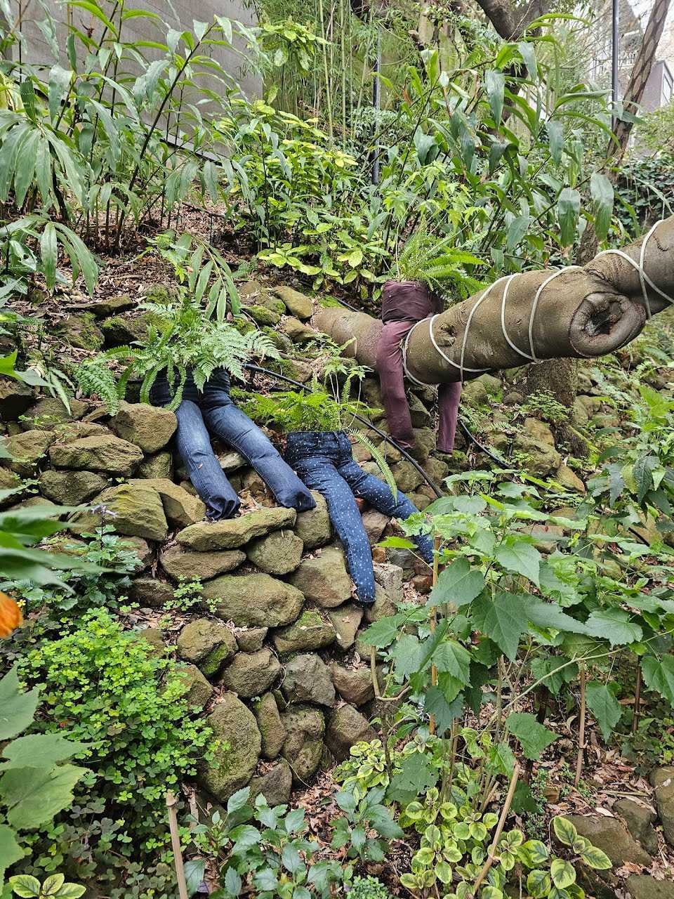 A collection of potted plants in jeans in a garden A collection of potted plants in jeans in a garden